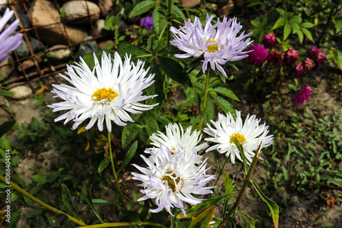 beautiful flowers bloom in the garden