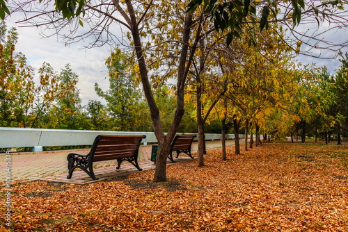 autumn leaves in the park