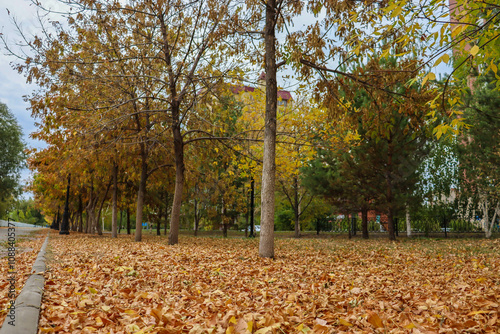 autumn leaves in the park