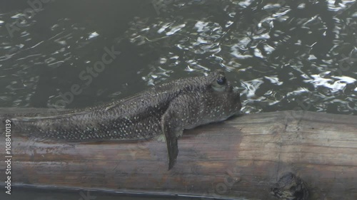 Climbing fish in mangrove forests in Thailand