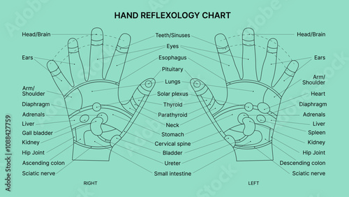 Hand Reflexology Chart with Green Background. Simple Black Line Illustration of Reflex Zones