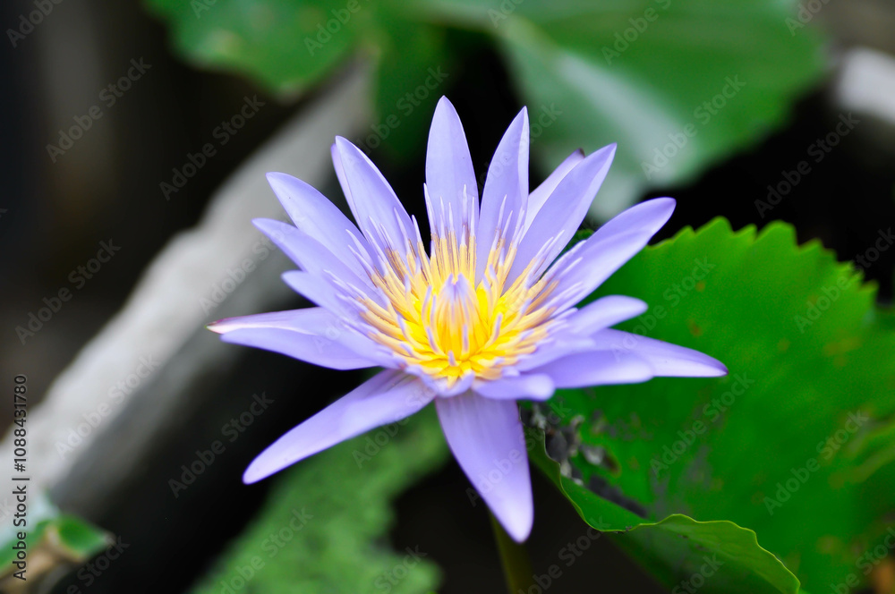 purple lotus or Sacred Lotus or Egyptian Lotus or Nelumbo nucifera Gaertn in the pond purple lotus or Sacred Lotus or Egyptian Lotus or Nelumbo nucifera Gaertn in the pond