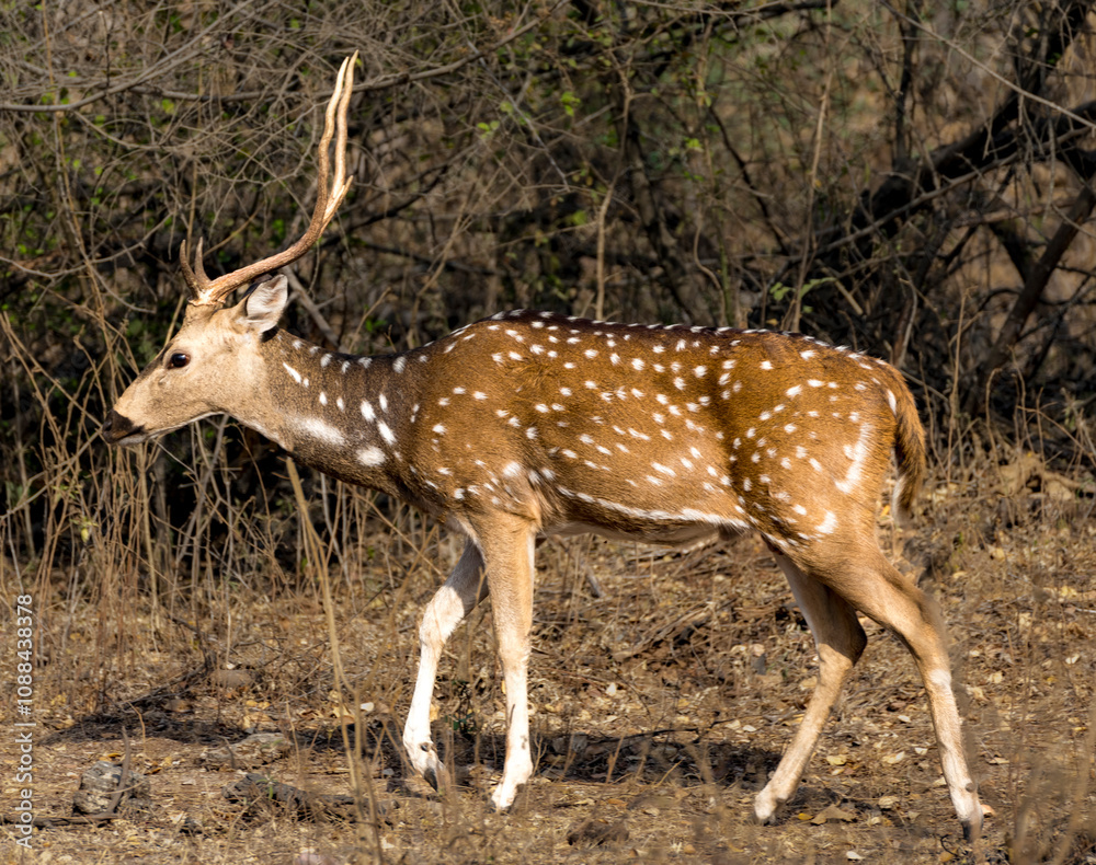 Image of a solitary spotted deer moving gracefully through its natural dry forest environment Image of a solitary spotted deer moving gracefully through its natural dry forest environment