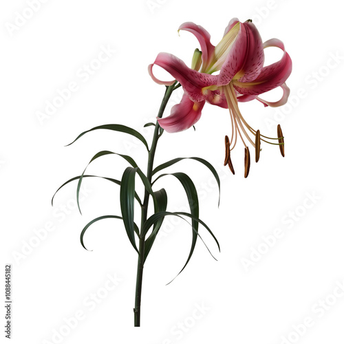 Drooping Pink Lily Stems