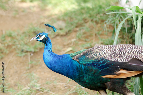 Принти на полотні Beautiful Peacock Walking on Ground Against Nature Background