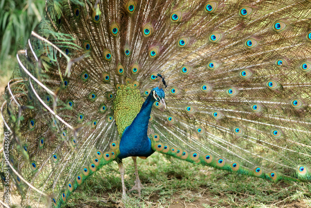 Obraz premium Beautiful Peacock Feathers Pan