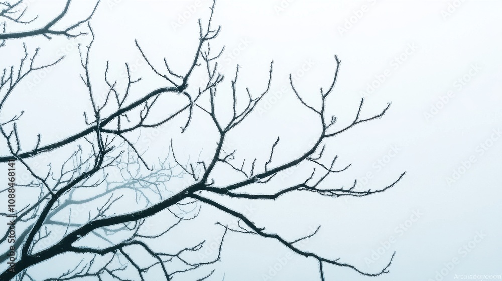 Obraz premium Foggy atmosphere with bare trees nature scene serene environment artistic viewpoint