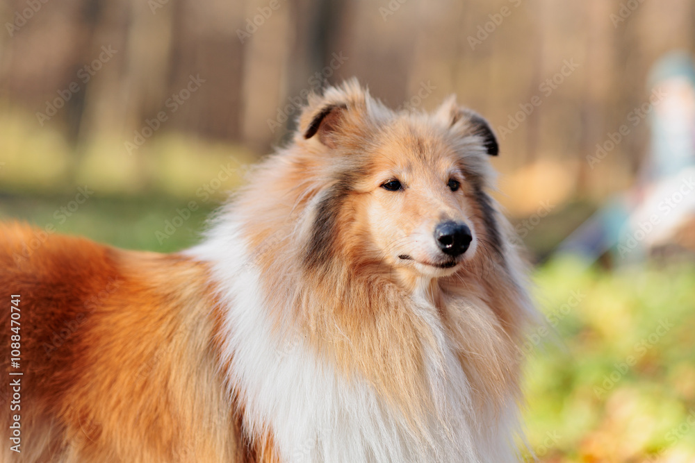 Adorable red-white rough Collie on a walk in the park with yellow fallen maple leaves in autumn Adorable red-white rough Collie on a walk in the park with yellow fallen maple leaves in autumn