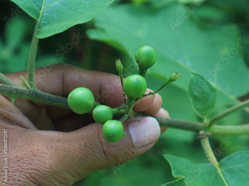 A person's hand holding a wild eggplant or Solanum torvum on a blurred natural green background photo