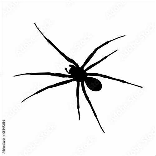 silhouette of a spider