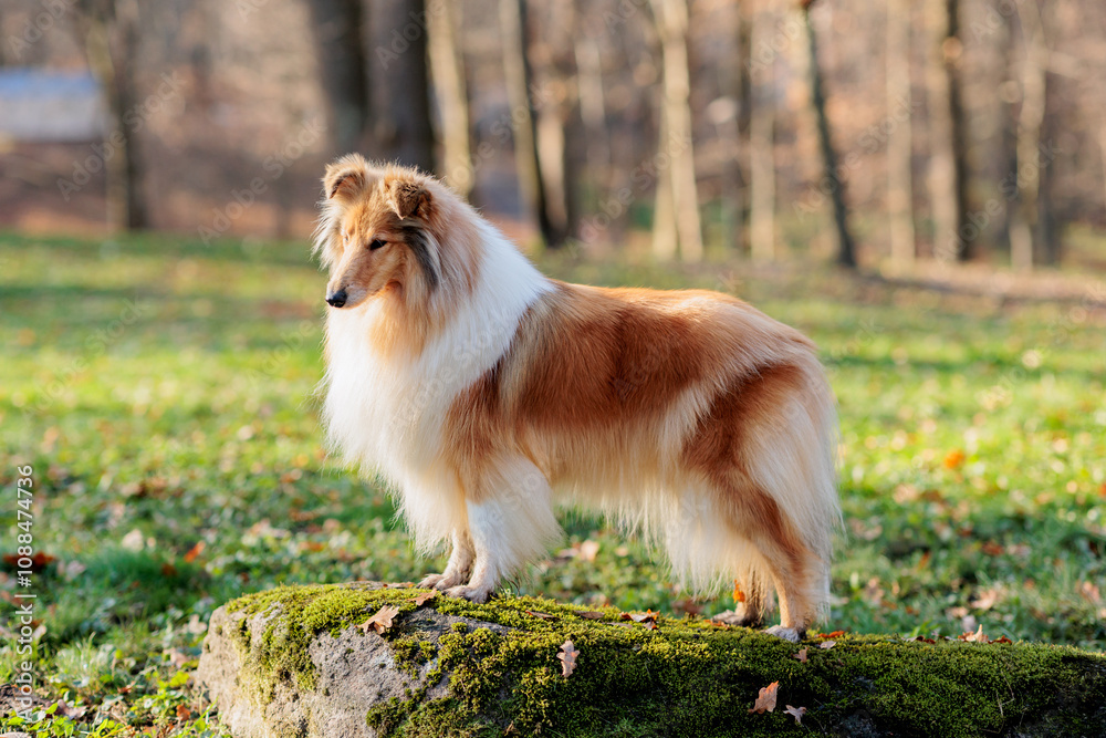Adorable red-white rough Collie on a walk in the park with yellow fallen maple leaves in autumn