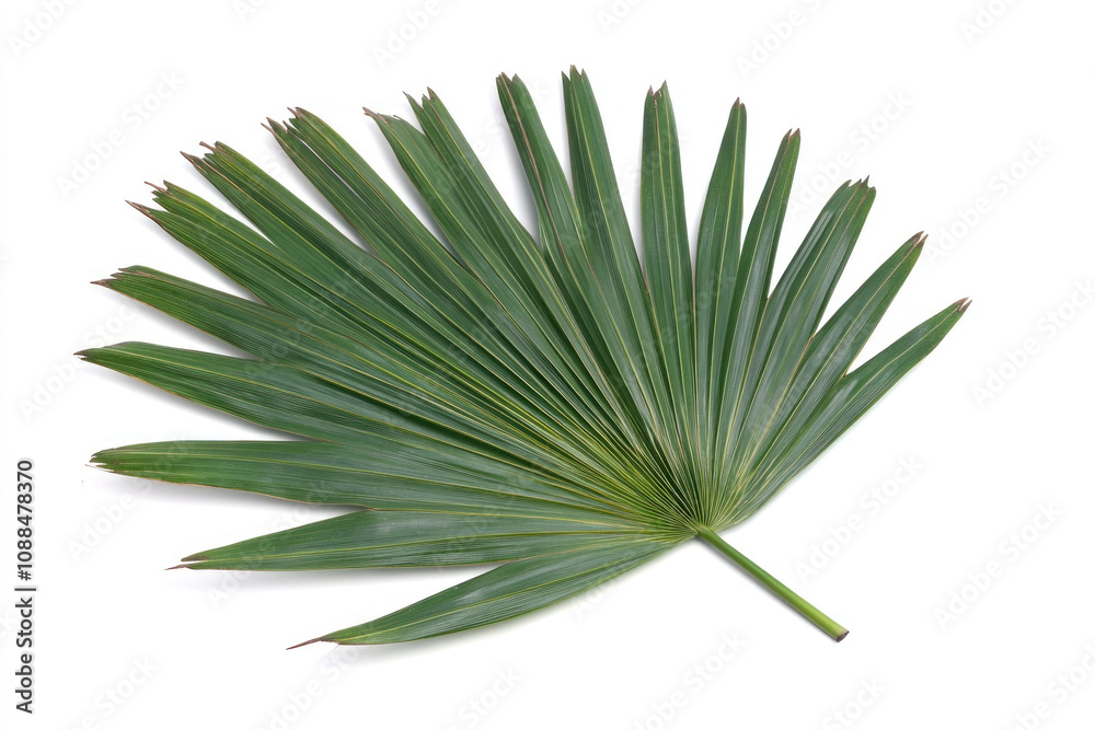 Green leaf on white background. Green leaf on white background.