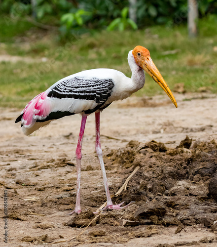 Painted Stork stands on the ground next to the edge of the forest. photo