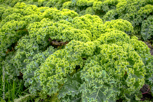 Harvest-ready kale thrives in the organic garden, its lush green leaves packed with nutrients. Grown in chemical-free soil using eco-friendly practices, it offers fresh, healthy, and sustainable produ photo