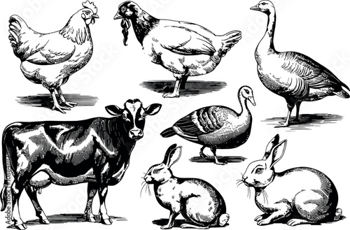 A set of detailed, black-and-white illustrations of various farm animals photo