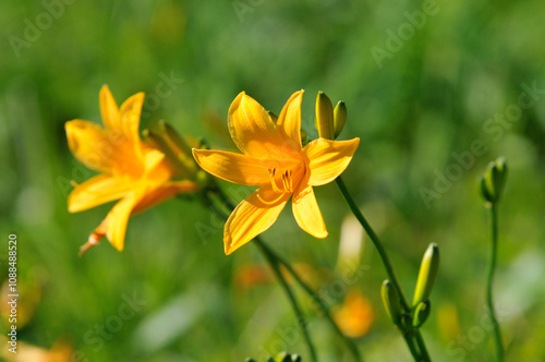 Day lily, Kurumayama, Nagano, Japan / ニッコウキスゲ　車山　長野　日本