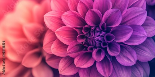 Vibrant pink and purple ombre flower showcasing enchanting colors in a lush botanical garden, perfect for highlighting the beauty of nature s palette with stunning ombre flower details.