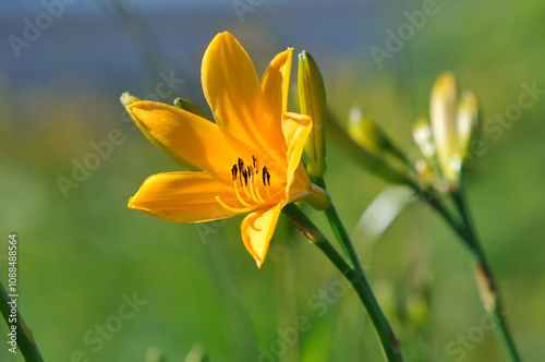 Day lily, Kurumayama, Nagano, Japan / ニッコウキスゲ　車山　長野　日本 photo