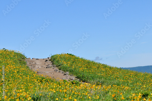 Day lilies and sidewalk, Kurumayama, Nagano, Japan / ニッコウキスゲと歩道　車山　長野　日本 photo