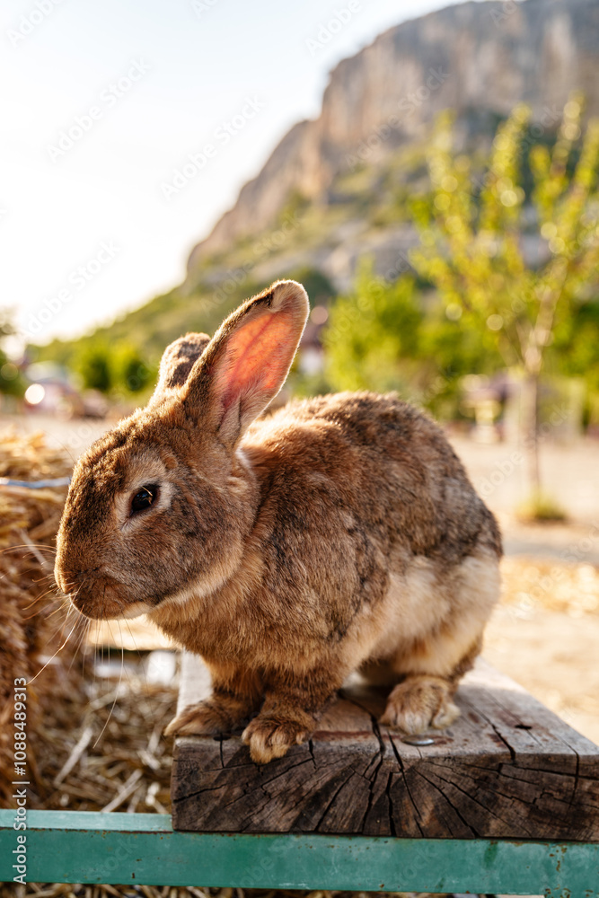 Fototapeta premium A curious rabbit explores its farm surroundings during a sunny afternoon