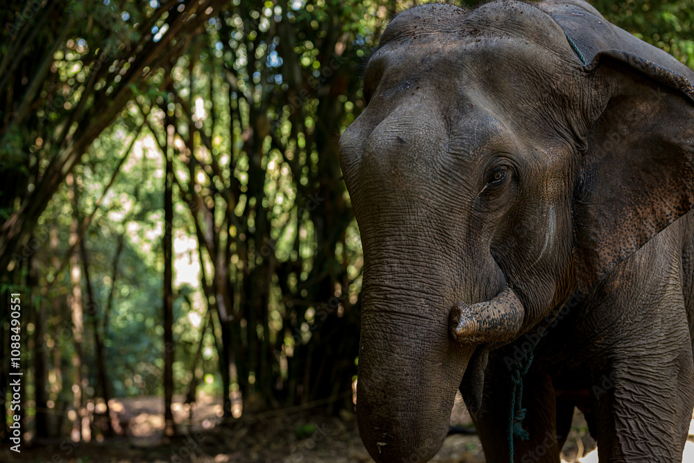 Fototapeta premium Close-up of an elephant in the forest.