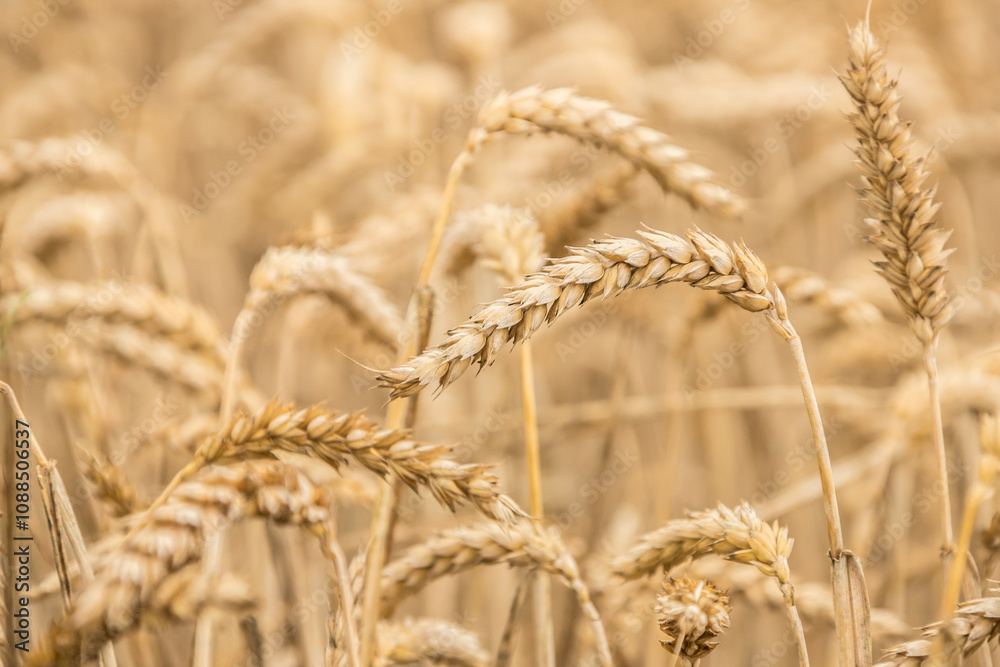 golden ears of ripe wheat, grain cultivation, crops, crops, agriculture golden ears of ripe wheat, grain cultivation, crops, crops, agriculture