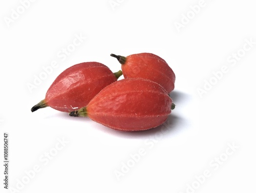 Bilde på lerret Solena amplexicaulis or red creeping cucumber isolated on white background