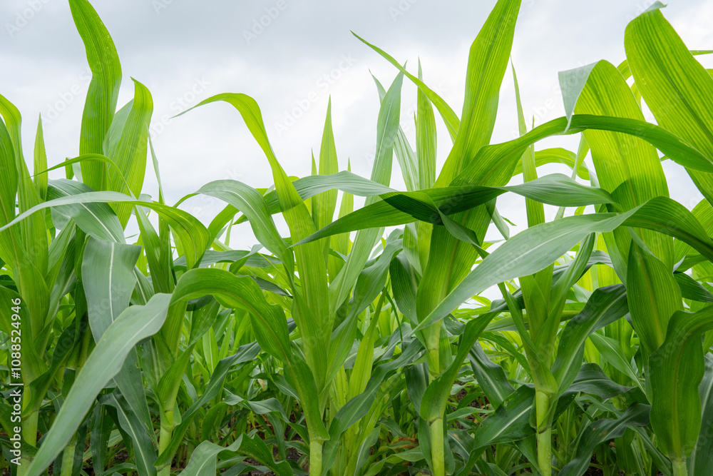 Green Maize Corn Field Plantation in Summer Agricultural Season. Close up of corn on the cob in a field.