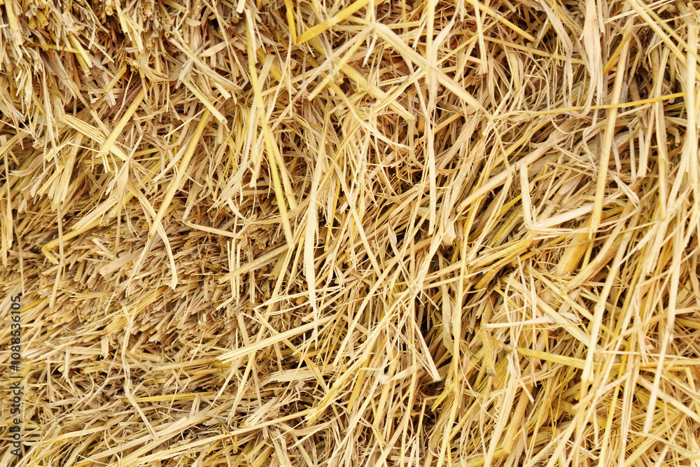 Dry rice straw texture for background and design, hay bale pattern. Dry rice straw texture for background and design, hay bale pattern.