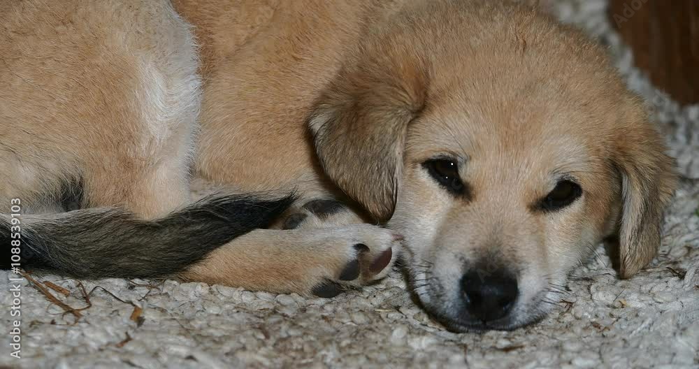 cute dog puppyface cute dog puppyface