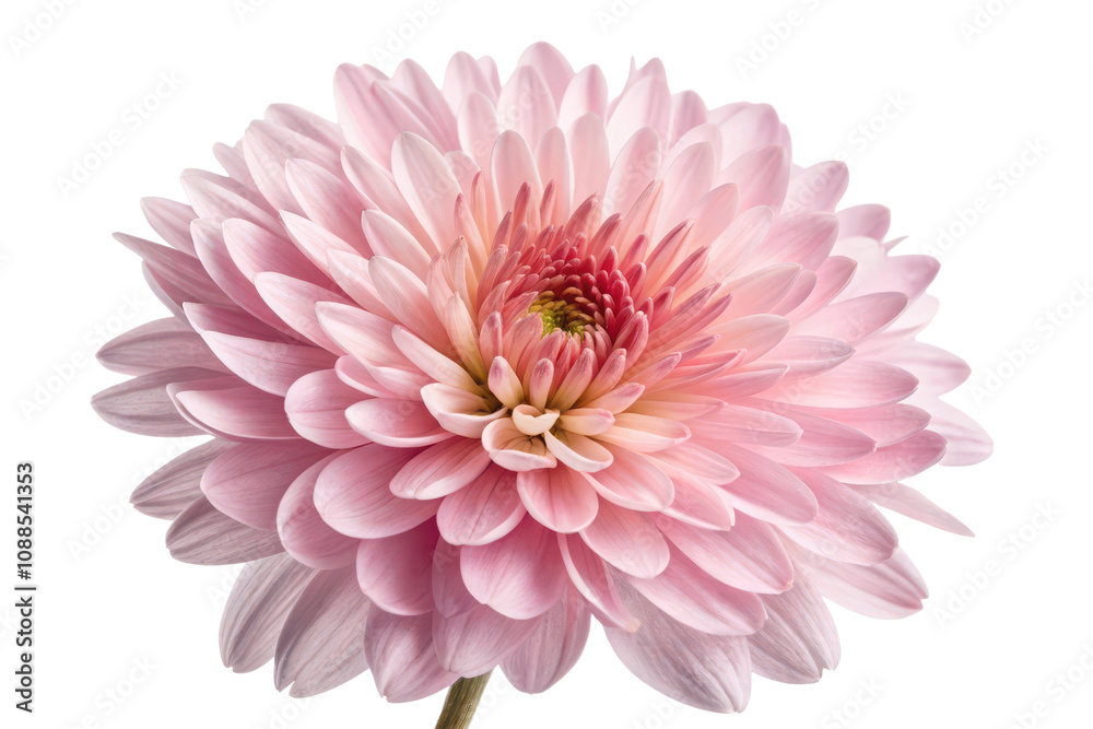 Delicate pink flower nature close-up bright setting Delicate pink flower nature close-up bright setting