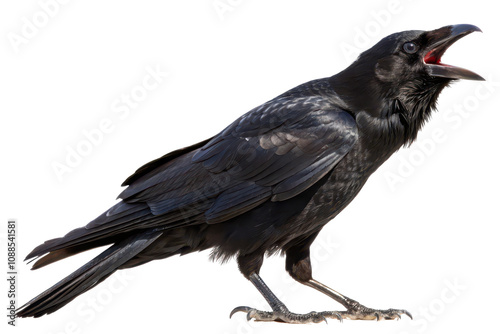 Cawing raven forest clearing wildlife natural habitat close-up bird behavior