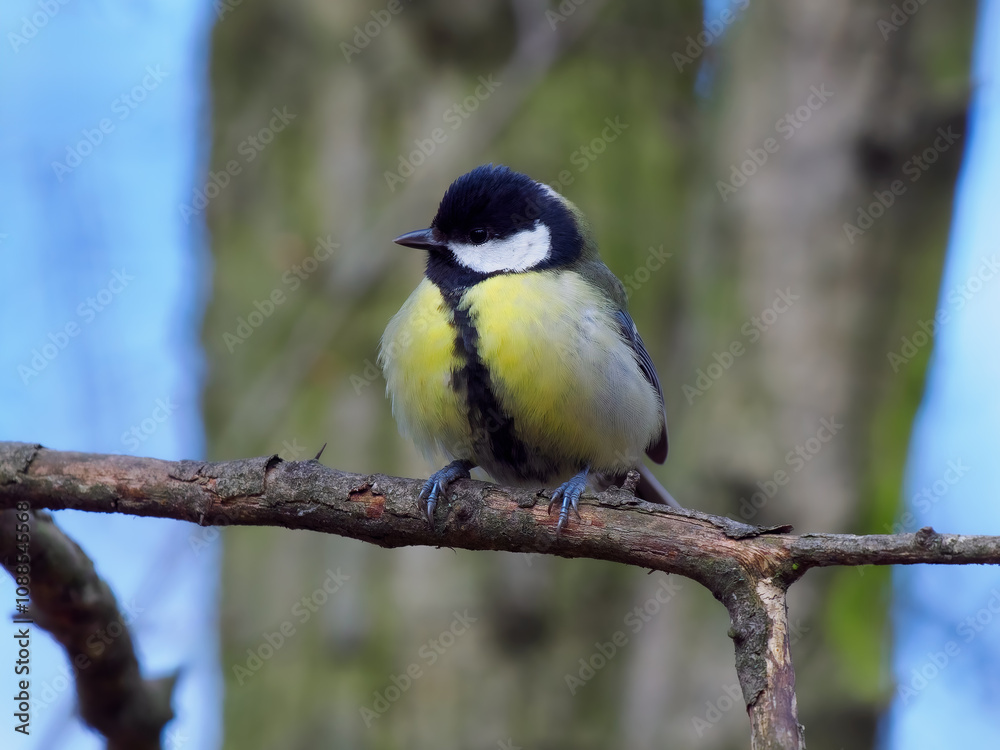 tit sitting on a tree branch against a blurred background tit sitting on a tree branch against a blurred background