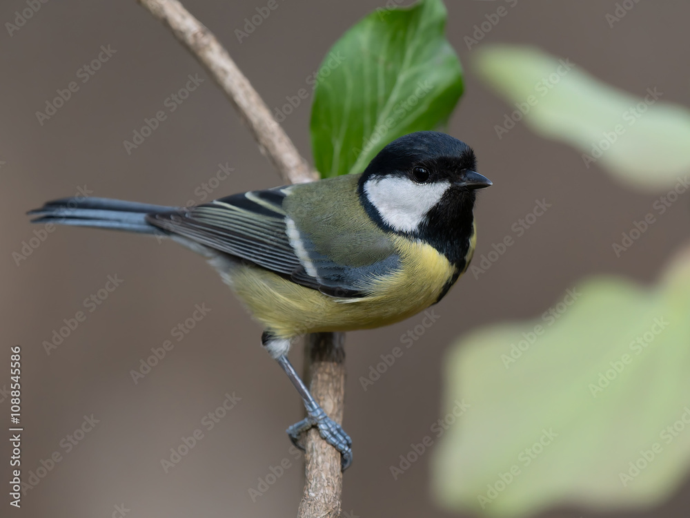 tit sitting on a tree branch against a blurred background tit sitting on a tree branch against a blurred background