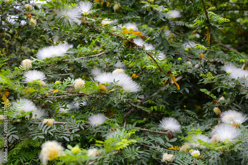 Calliandra haematocephala, white flowers on tree photo