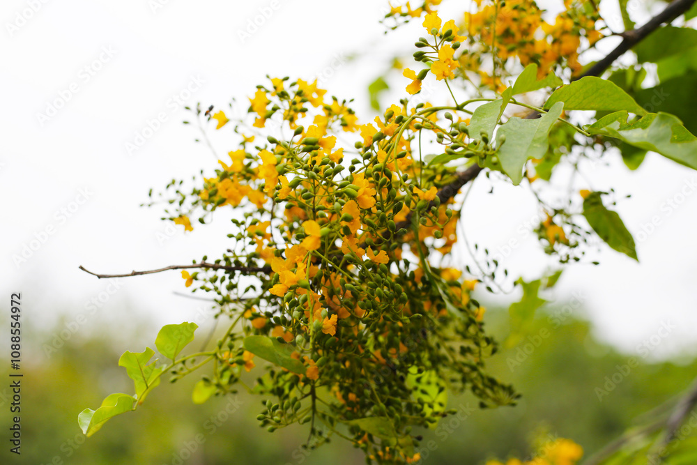 Yellow flower of burma padauk tree Yellow flower of burma padauk tree