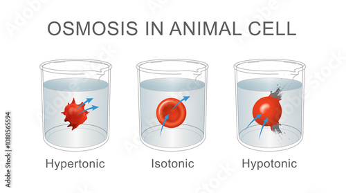 Three types of osmosis: hypertonic, isotonic, hypotonic