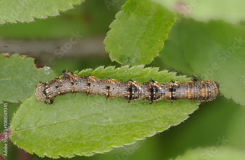 Schneespanner (Phigalia pilosaria) photo