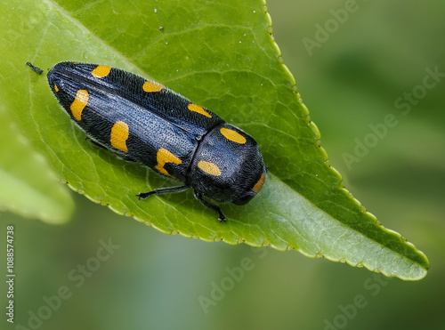 Variabler Prachtkäfer (Schlehen-Prachtkäfer, Punktschild-Prachtkäfer) Ptosima undecimmaculata photo