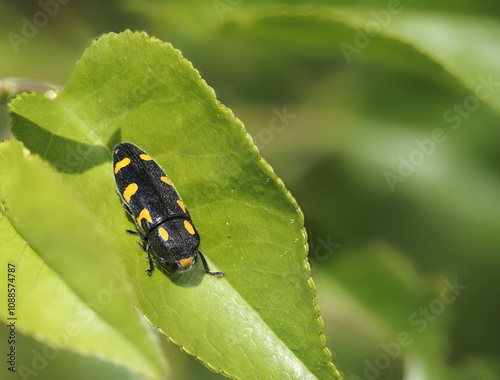 Variabler Prachtkäfer (Schlehen-Prachtkäfer, Punktschild-Prachtkäfer) Ptosima undecimmaculata photo