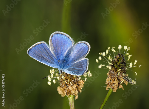 Hauhechel-Bläuling (Polyommatus icarus) photo