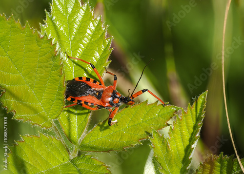 Rote Mordwanze (Rhynocoris iracundus) photo