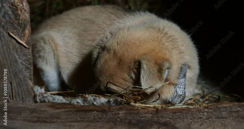 cute dog puppyface cute dog puppyface