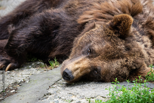 Wallpaper Mural Brown bear resting peacefully on the ground. Close Up of Brown Bear Face, Displaying Its Intense Expression and Thick Fur in a Captive Naturalistic Environment. Torontodigital.ca