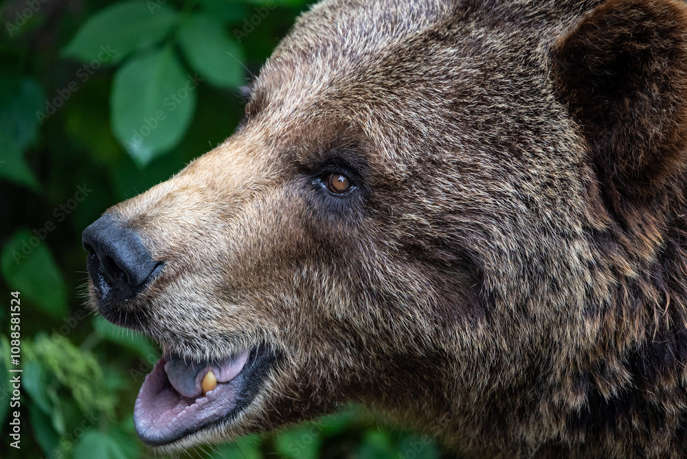 Bear roar. Close Up of Brown Bear Face, Displaying Its Intense Expression and Thick Fur in a Captive Naturalistic Environment. Bear roar. Close Up of Brown Bear Face, Displaying Its Intense Expression and Thick Fur in a Captive Naturalistic Environment.