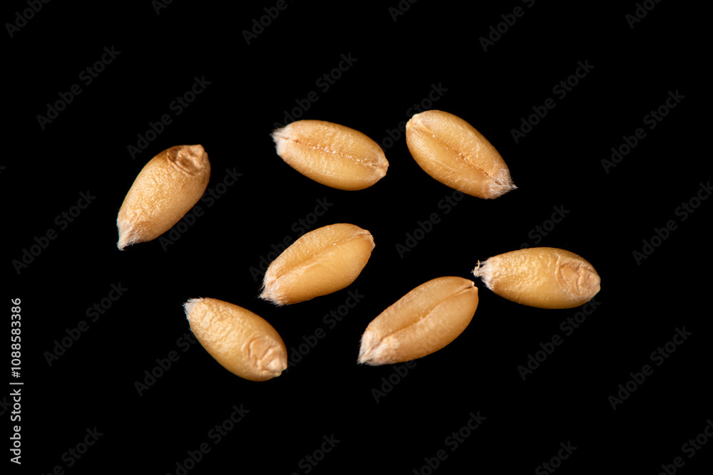 wheat kernels grains isolated on black background. wheat kernels grains isolated on black background.