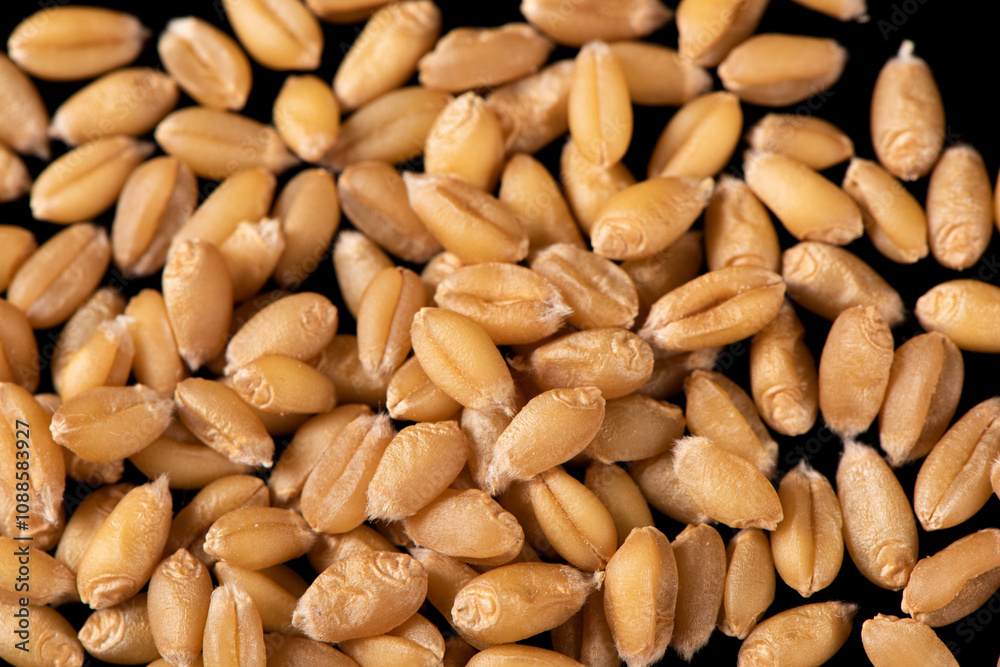 close up of wheat kernels grains background. close up of wheat kernels grains background.