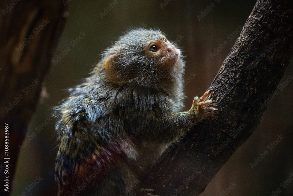 Fototapeta premium Portrait of a monkey in zoo. Portrait of a small tamarin monkey perched on a branch in its zoo enclosure. Its wide eyes and small size create an endearing and playful expression.