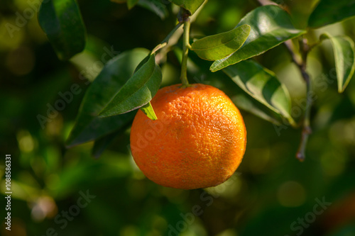 Radiant orange fruit hanging from vibrant green foliage in a sunlit orchard photo