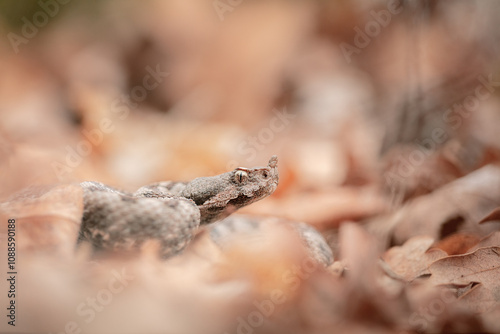 Nose-horned viper (Vipera ammodytes montandoni) photo